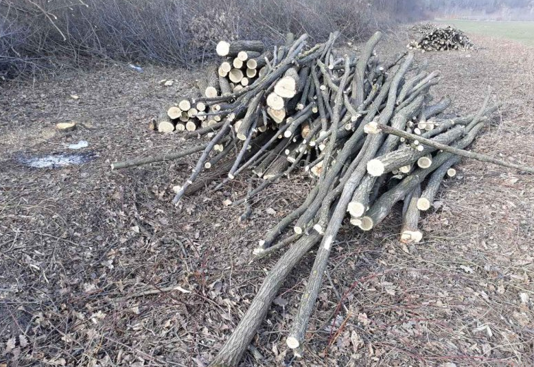 Житель села Гримэнкэуць попался на незаконной вырубке деревьев