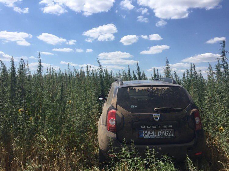 MAC 2017: Cânepă cât casa. Plantații de pe 15 hectare, distruse în zona de frontieră