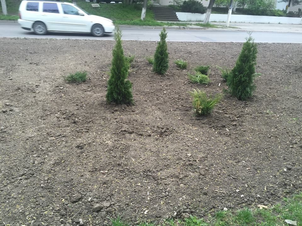 Lipsa de educaţie la moldoveni: Trei copaci decorativi au dispărut peste noapte