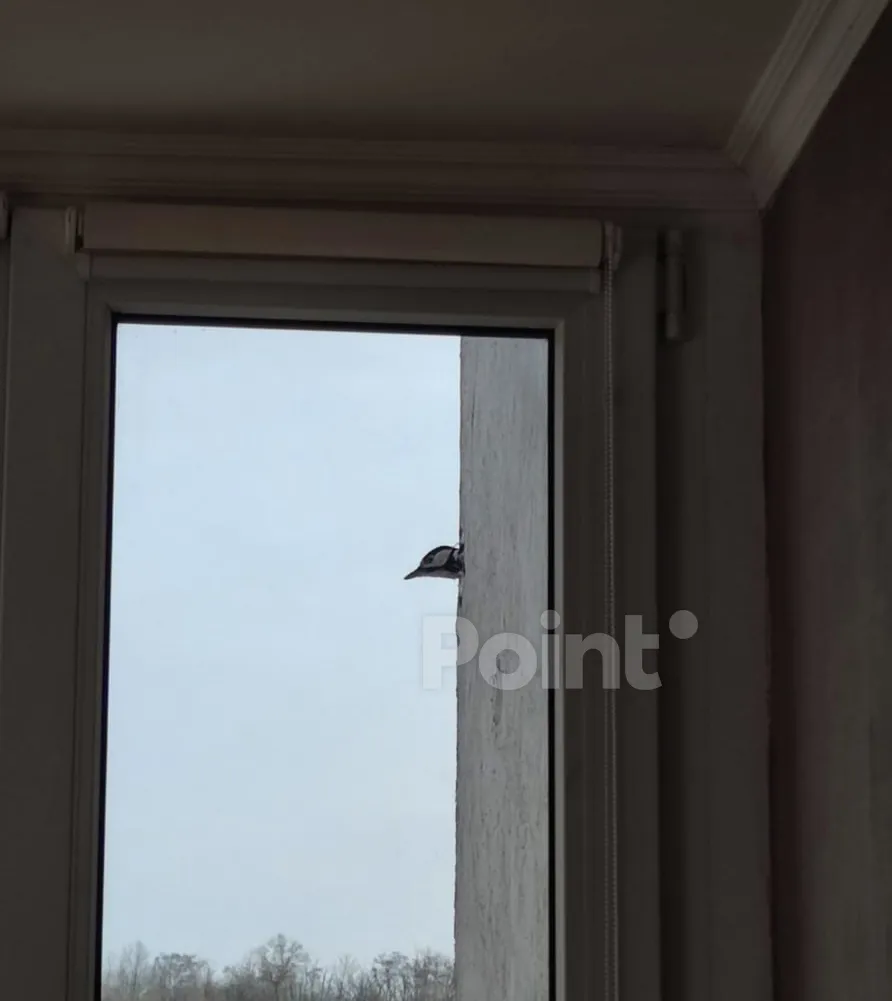 O ciocănitoare și-a făcut un cuib în fațada unui bloc de locuințe din Chișinău