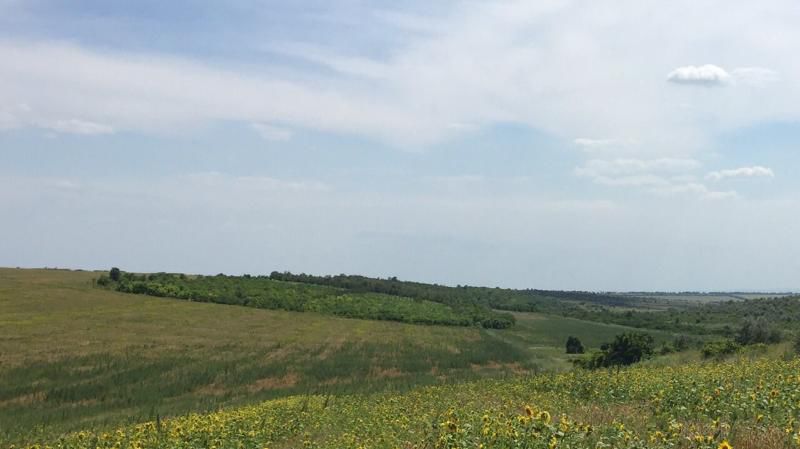 MAC 2017: Cânepă cât casa. Plantații de pe 15 hectare, distruse în zona de frontieră