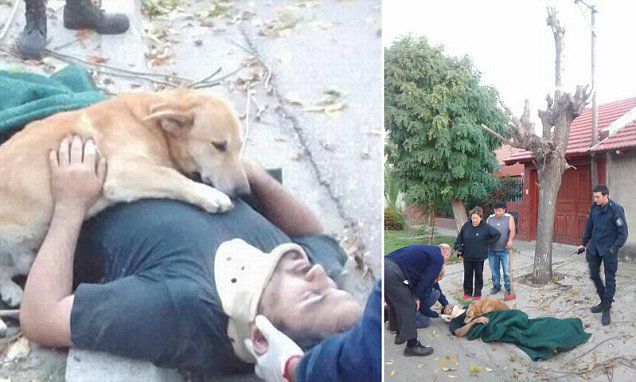Îți rupe sufletul! Un câine și-a îmbrățișat stâpânul întins de durere la pământ