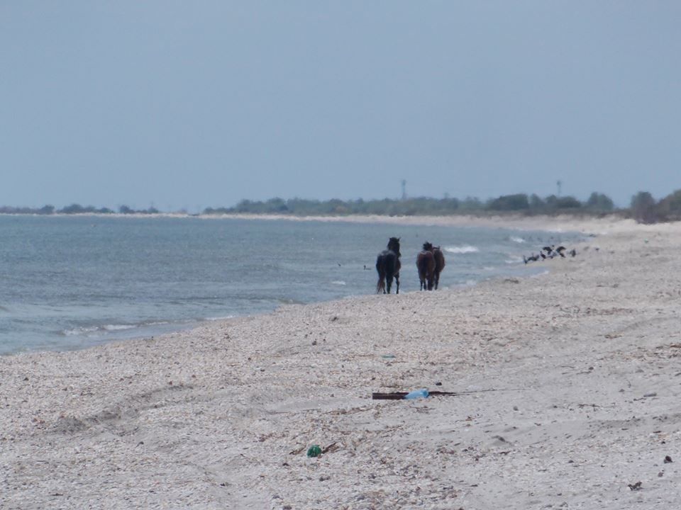 Диких лошадей засняли купающимися в Черном море