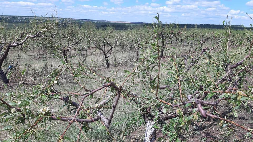 На юге страны град уничтожил персиковый и яблоневый сад