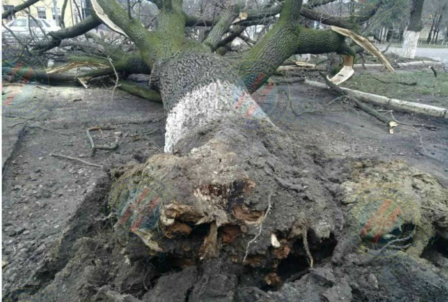 В Каменке сильный ветер повалил вековой дуб