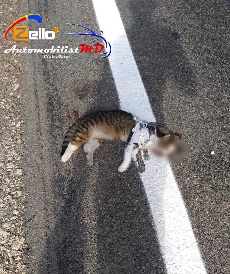 Сбитые кошки на дороге. Сбитые животные на дороге.
