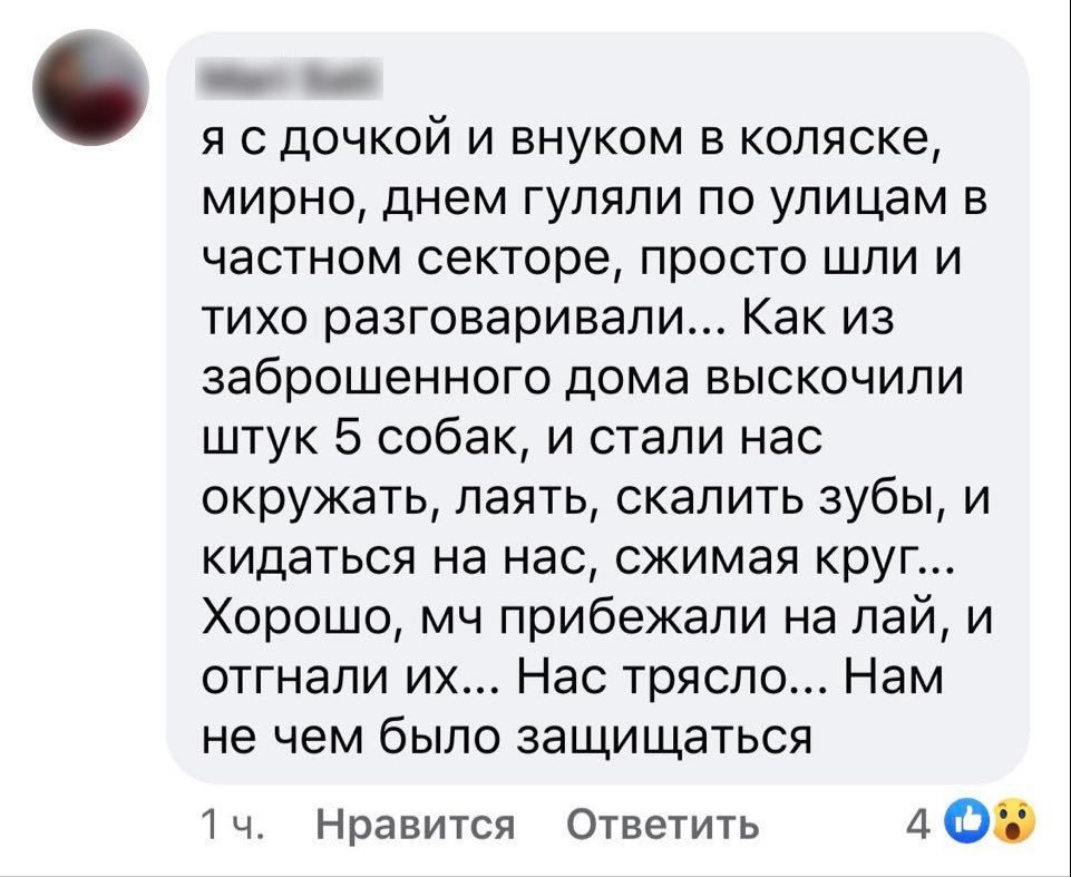 Жители Кишинева жалуются на стаи бродячих собак