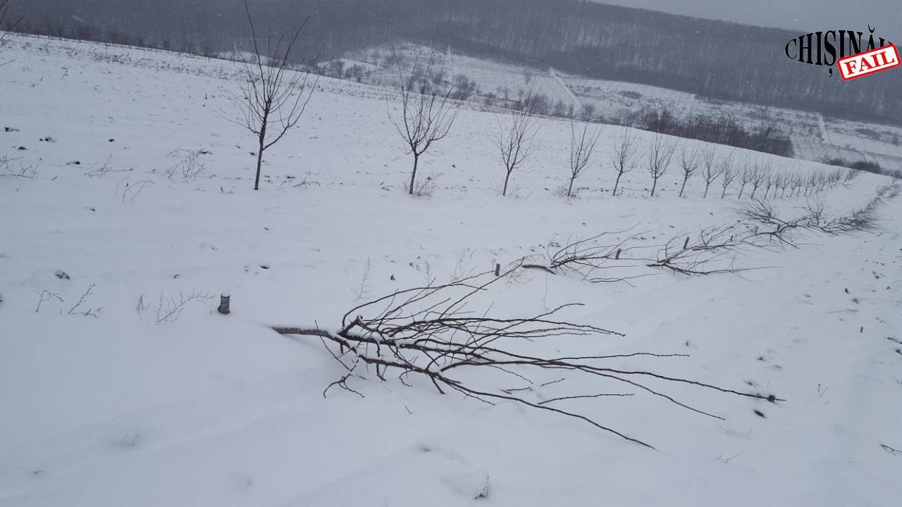 В Хынчештском районе неизвестные уничтожили чужой сад