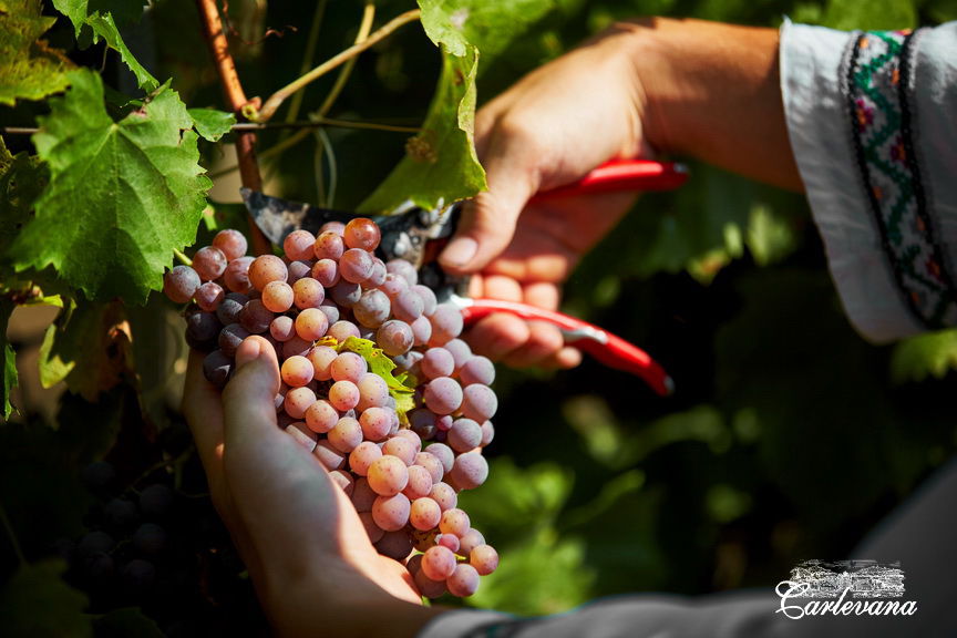 «Dionysos-Mereni» va fabrica un număr record de sticle de vin
