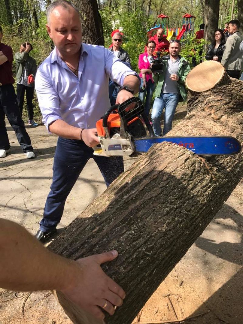Dodon a schimbat cravata și pixul pe drujbă și cazma