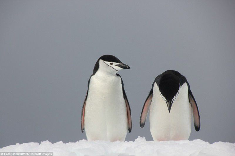 Опубликованы самые смешные фотографии животных на конкурсе Comedy Wildlife Photography Awards 2017