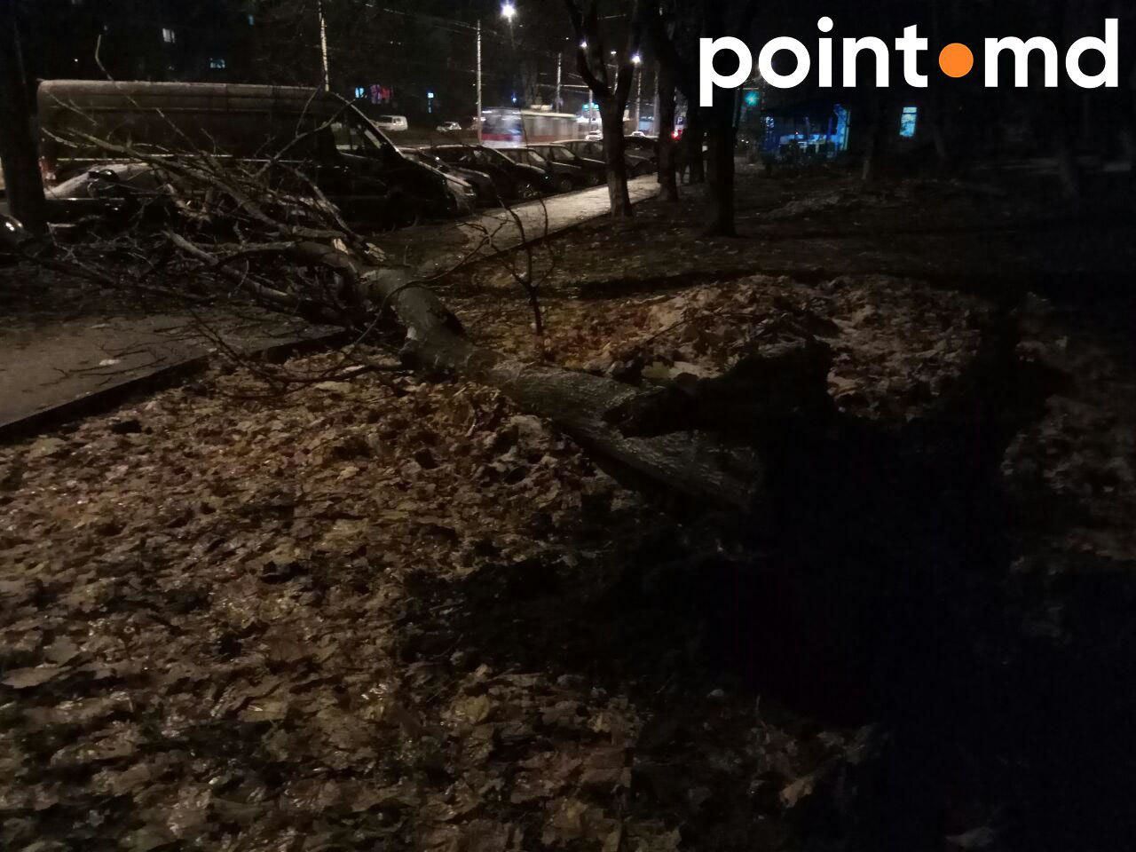 В Кишиневе дерево рухнуло на припаркованные автомобили