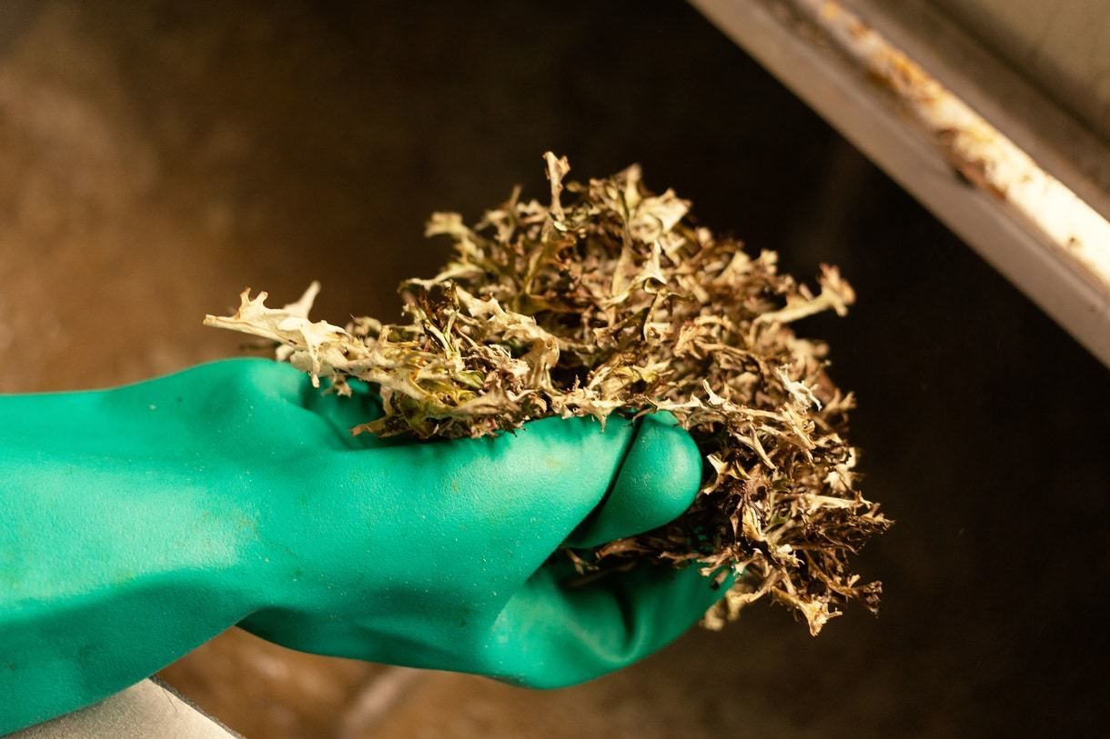 Пиво на гусином помете сварили в Финляндии