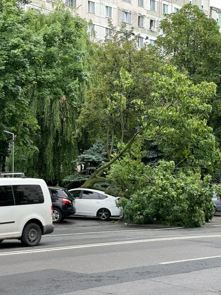 На Буюканах упавшие деревья повредили автомобили