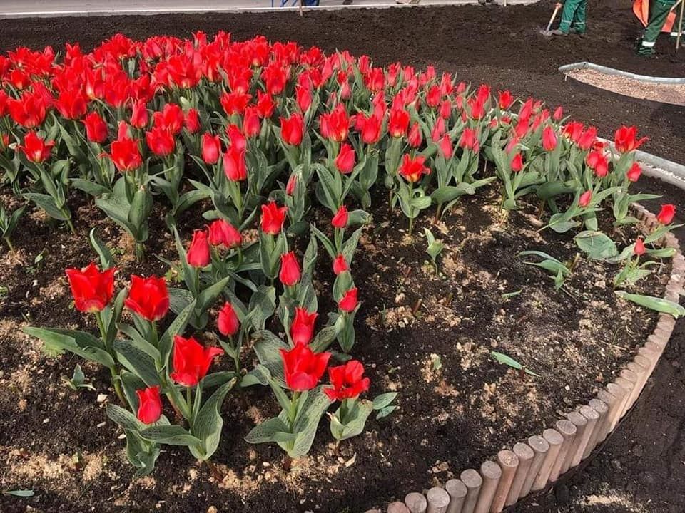Неизвестные срезали тюльпаны, высаженные на клумбах на улице Албишоара