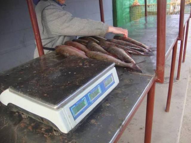 Нелегальная торговля живой рыбой в Молдове набирает обороты