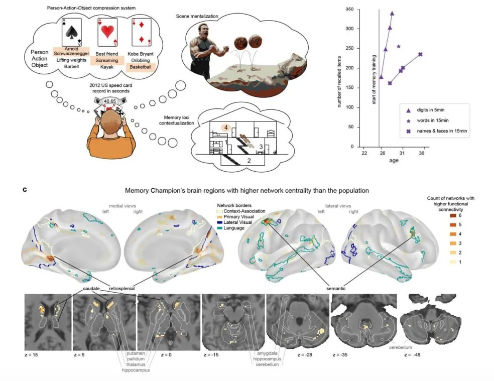 МРТ показала, как работает мозг чемпиона США по запоминанию