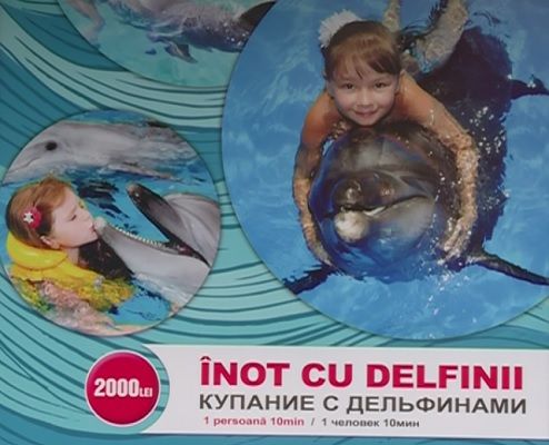 Стали известны цены билетов на шоу в столичном дельфинарии