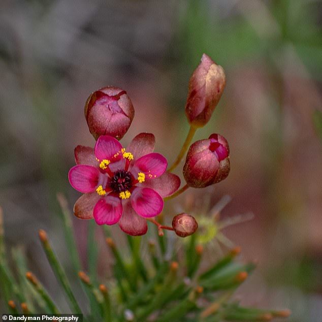 В Австралии распустился цветок - «коронавирус»
