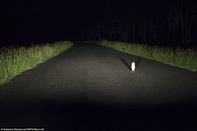 Опубликованы самые смешные фотографии животных на конкурсе Comedy Wildlife Photography Awards 2017