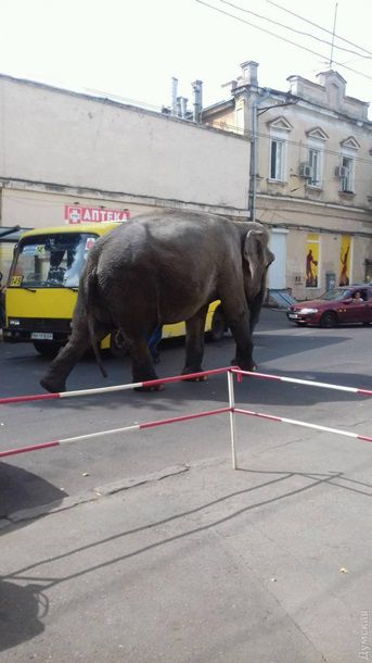 По центру Одессы прогулялся слон