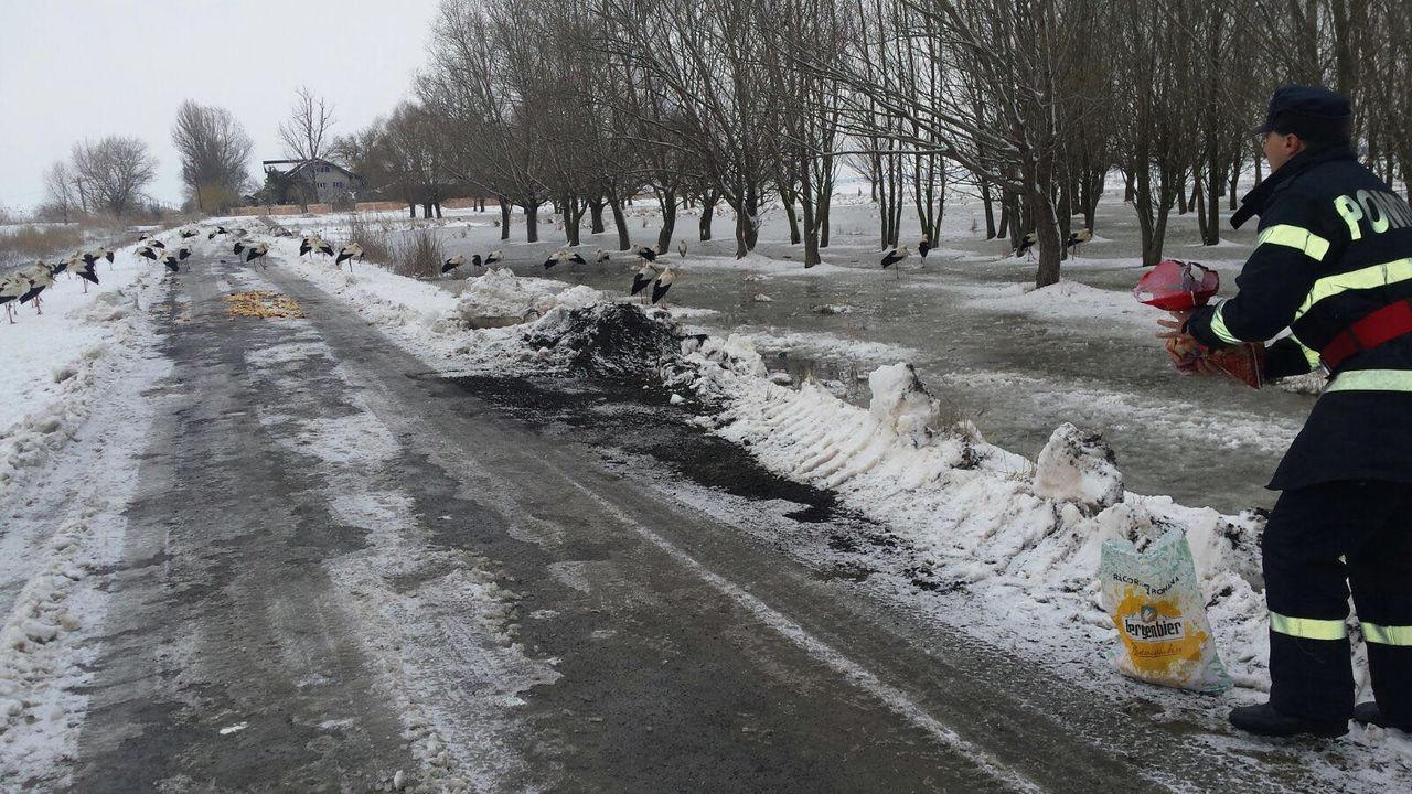 Румынские спасатели помогают аистам, находящимся в опасности из-за снега
