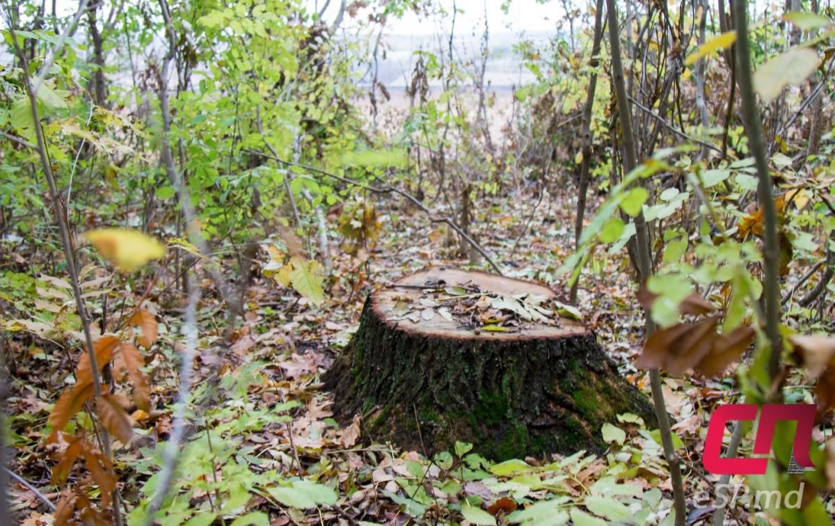 В Бельцах процветает незаконная вырубка деревьев