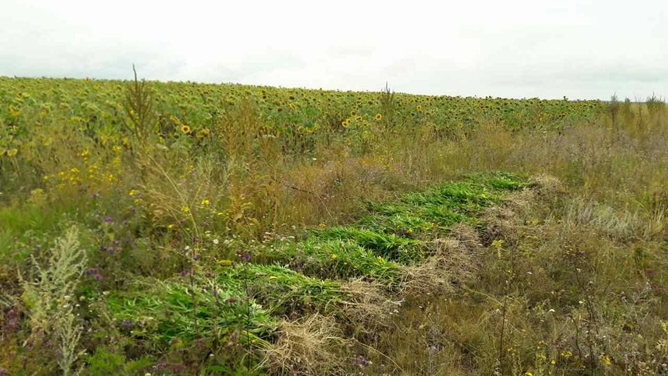 Cânepă depistată printre plantațiile de floarea- soarelui