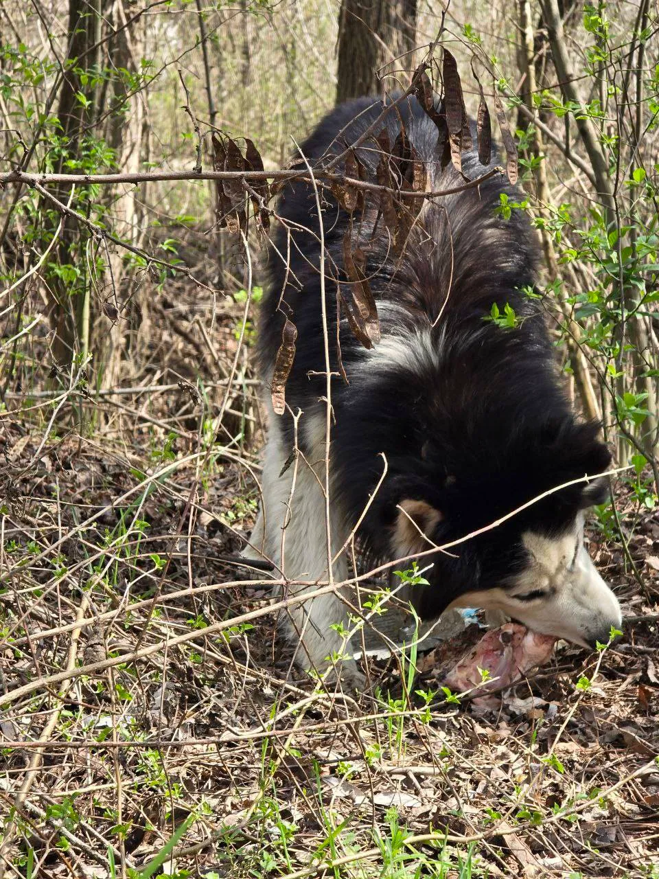 Un husky abandonat lângă Chișinău a stat șase zile lângă prietena sa moartă: I se caută un adăpost