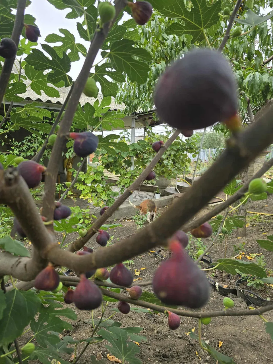 Un bărbat din Drochia a creat o grădină exotică cu fructe și plante rare
