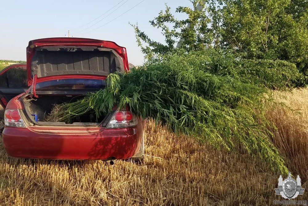 поле конопли диктор