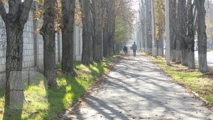 Из-за затянувшегося "бабьего лета" в Молдове снова зацвели каштаны и сирень