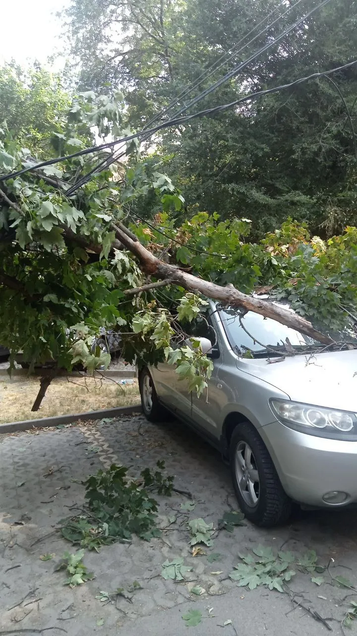 Consecințele furtunii în Capitală: Crengi rupte și copaci doborâți
