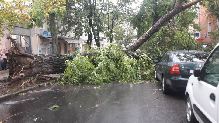 Copac uriaș, smuls din rădăcini pe strada Mihai Eminescu