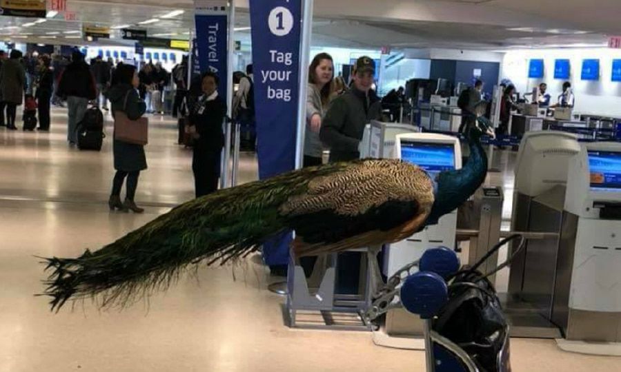 Imagini amuzante din aeroport: O femeie cu un păun pe umăr