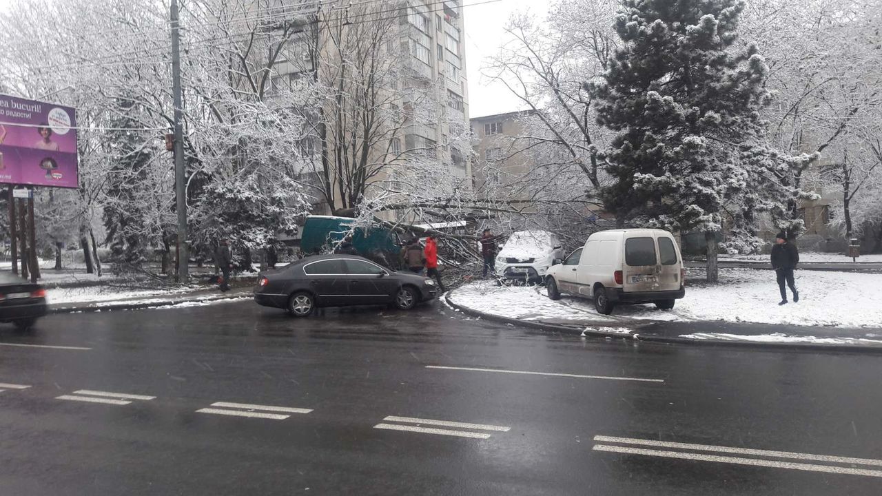 На Ботанике рухнуло дерево и повредило машину