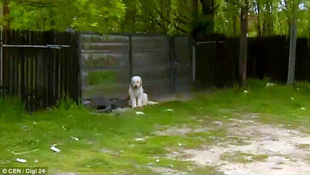 В Румынии пес пять лет стережет дом умершего хозяина
