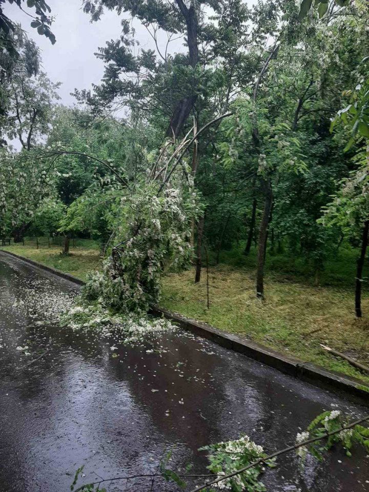 Непогода в Кишинёве ломает деревья