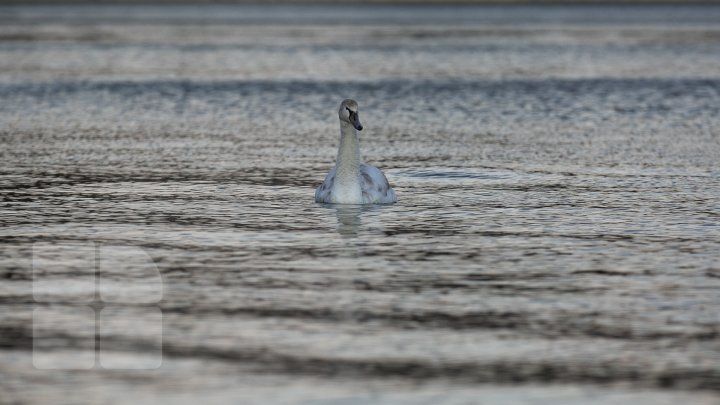В разгар зимы на озере в парке "Валя Морилор" заметили лебедя