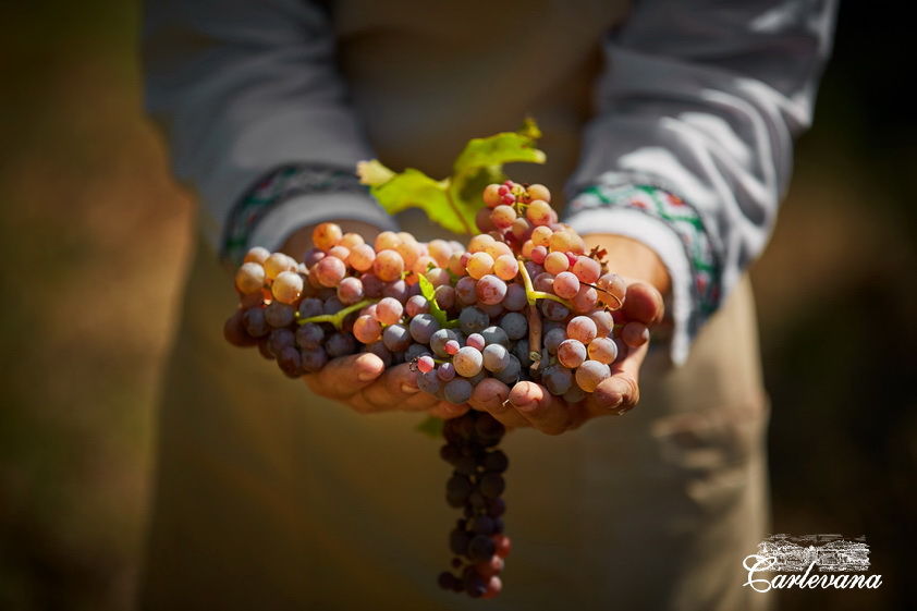 «Dionysos-Mereni» va fabrica un număr record de sticle de vin