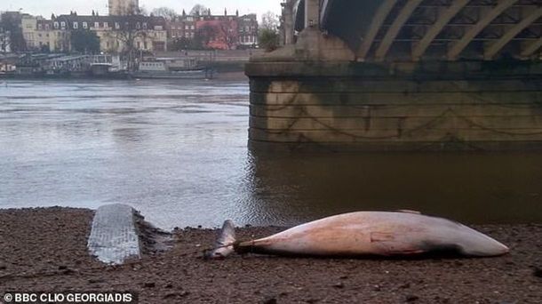 На берег Темзы в Лондоне выбросило кита
