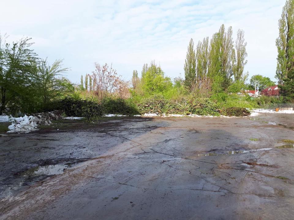 Copacii distruși de ninsoare ar putea fi vânduți