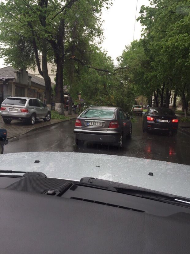 Copac prăbușit pe strada Bodoni din Chișinău