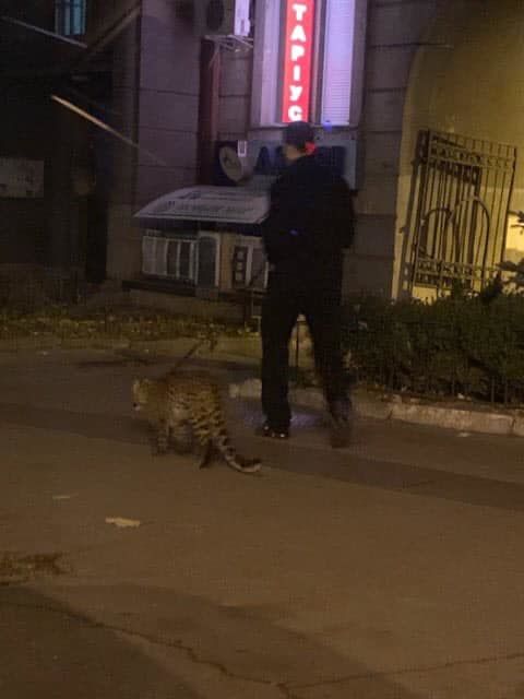 В Киеве заметили мужчину, выгуливавшего леопарда