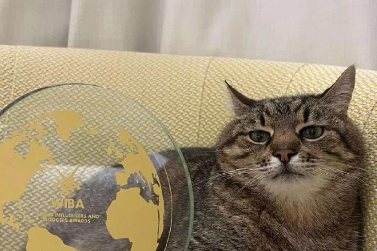 Кот-блогер Степан получил награду World Influencers and Bloggers Awards