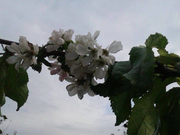 На севере Молдовы зацвела черешня