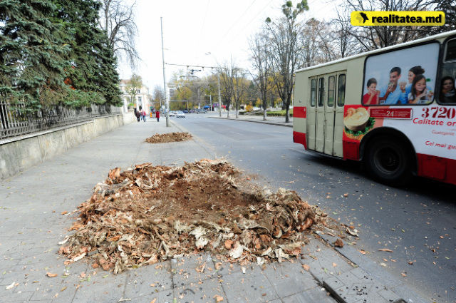 Столичная улица Бэнулеску-Бодони "облысела" после обрезки 18 деревьев