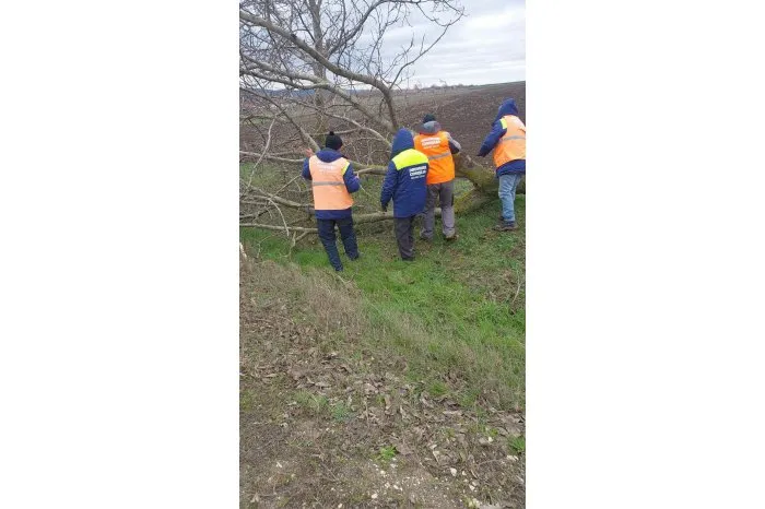 В Молдове дожди и ветер повалили деревья на национальных дорогах