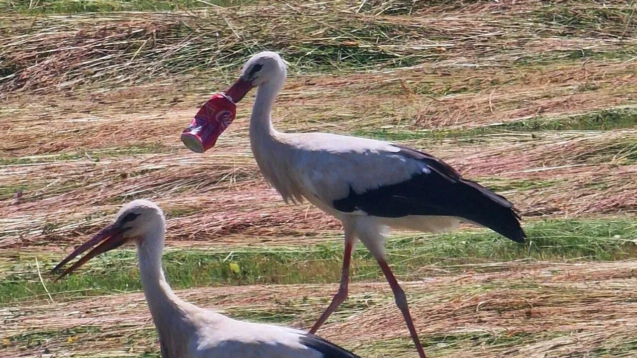 Во Франции спасли аиста с банкой Coca-Cola на клюве