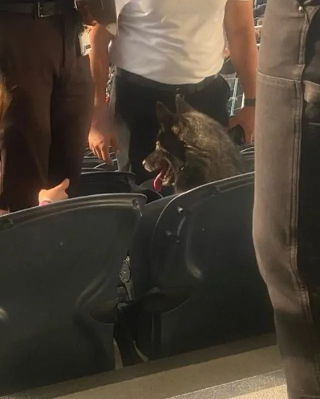 В США собака сбежала из дома и пробралась на концерт группы Metallica